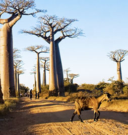 voyage et sejour Madagascar