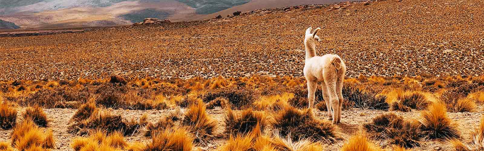 Voyages et séjours en Bolivie | Offres pas chères et bons plans