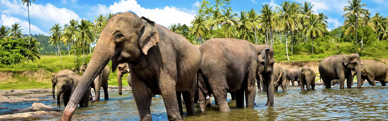 Voyages et séjours au Sri Lanka | Offres pas chères et bons plans